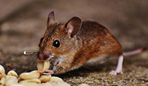 24 Hour & Emergency Exterminators in Danbury, CT